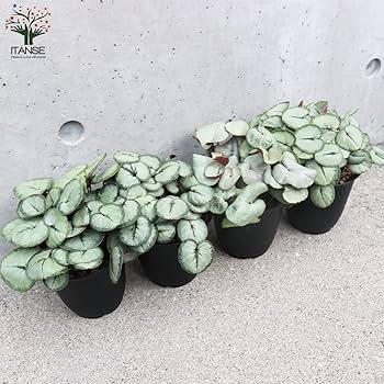 【シルバープリンス コウム 原種シクラメン】シルバーリース寄植え シルバープリンス コウム 原種シクラメン】シルバーリース寄植え 苗